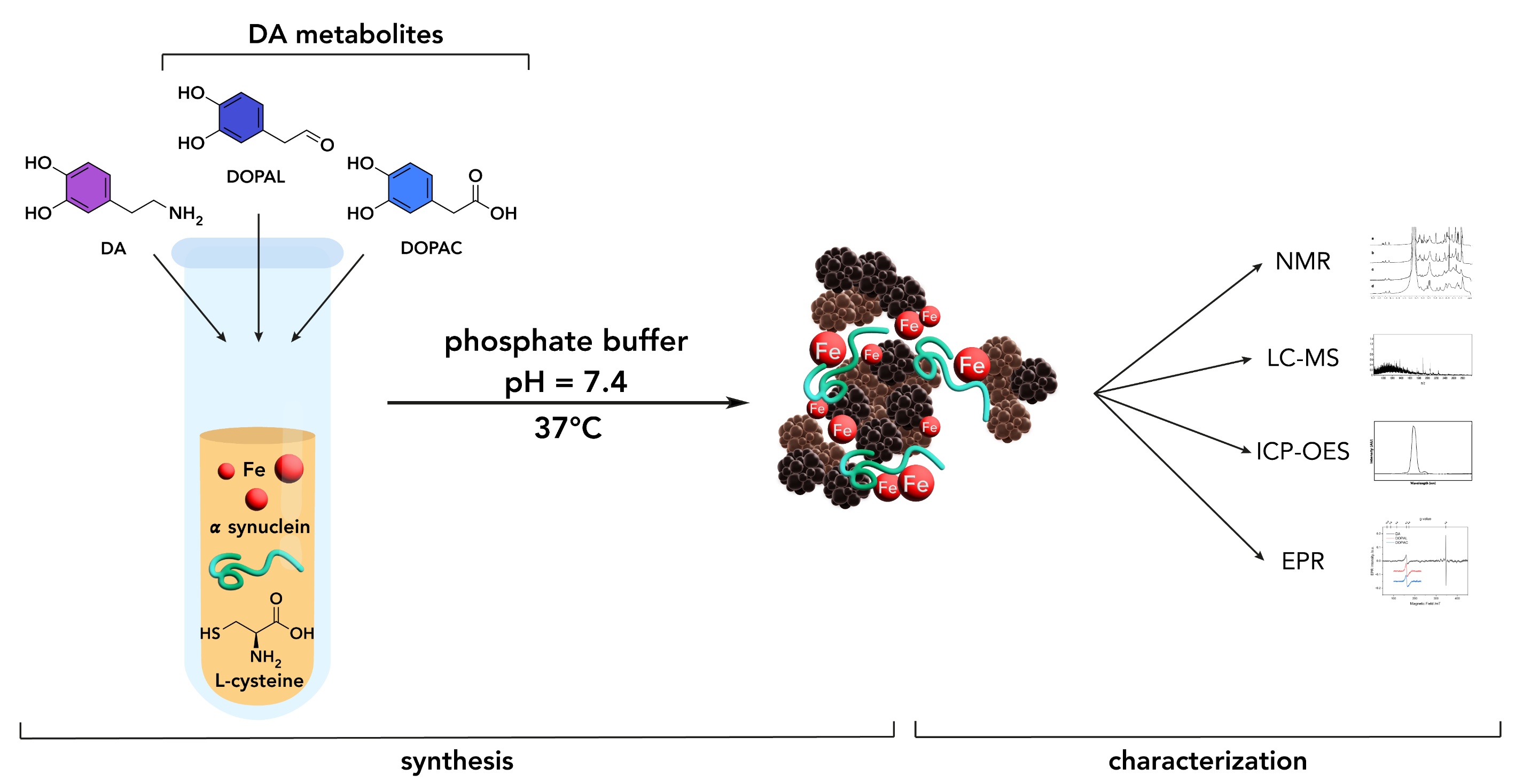 Graphical Abstract