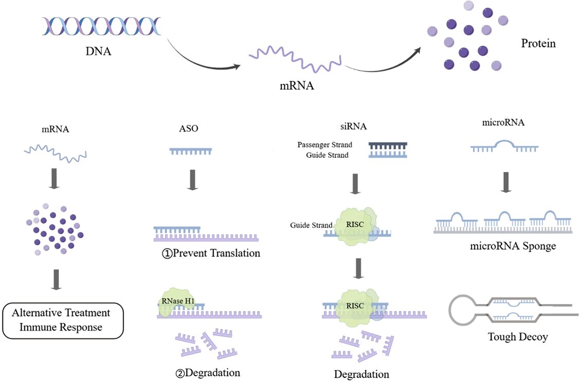 Graphical Abstract