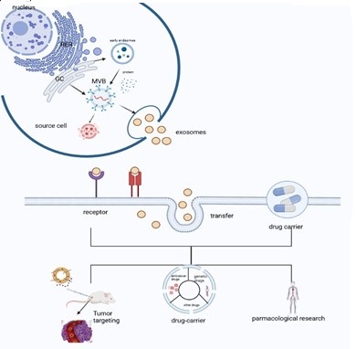 Graphical Abstract