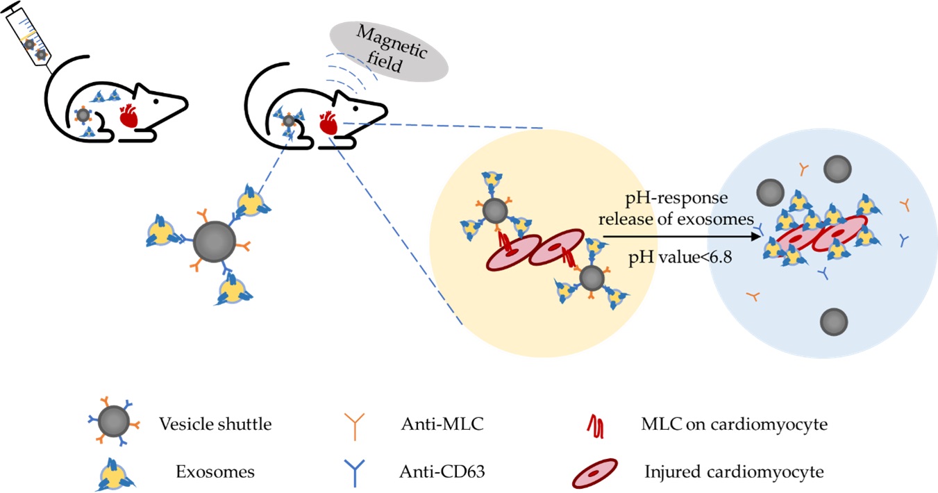 Graphical Abstract