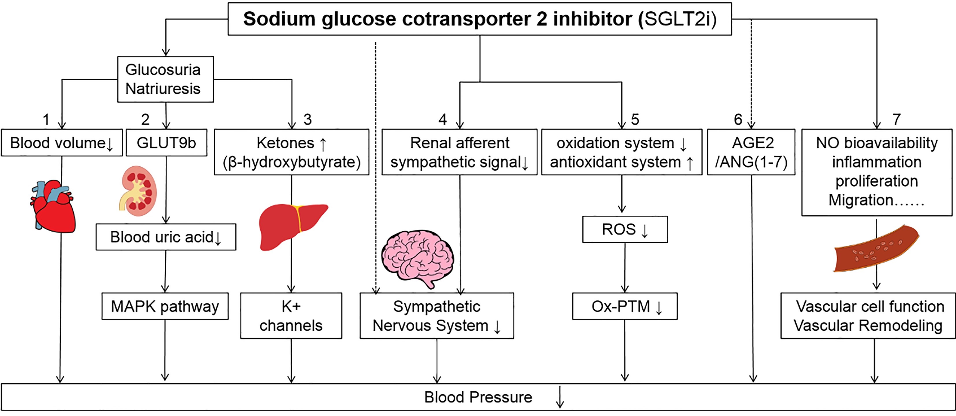 Graphical Abstract
