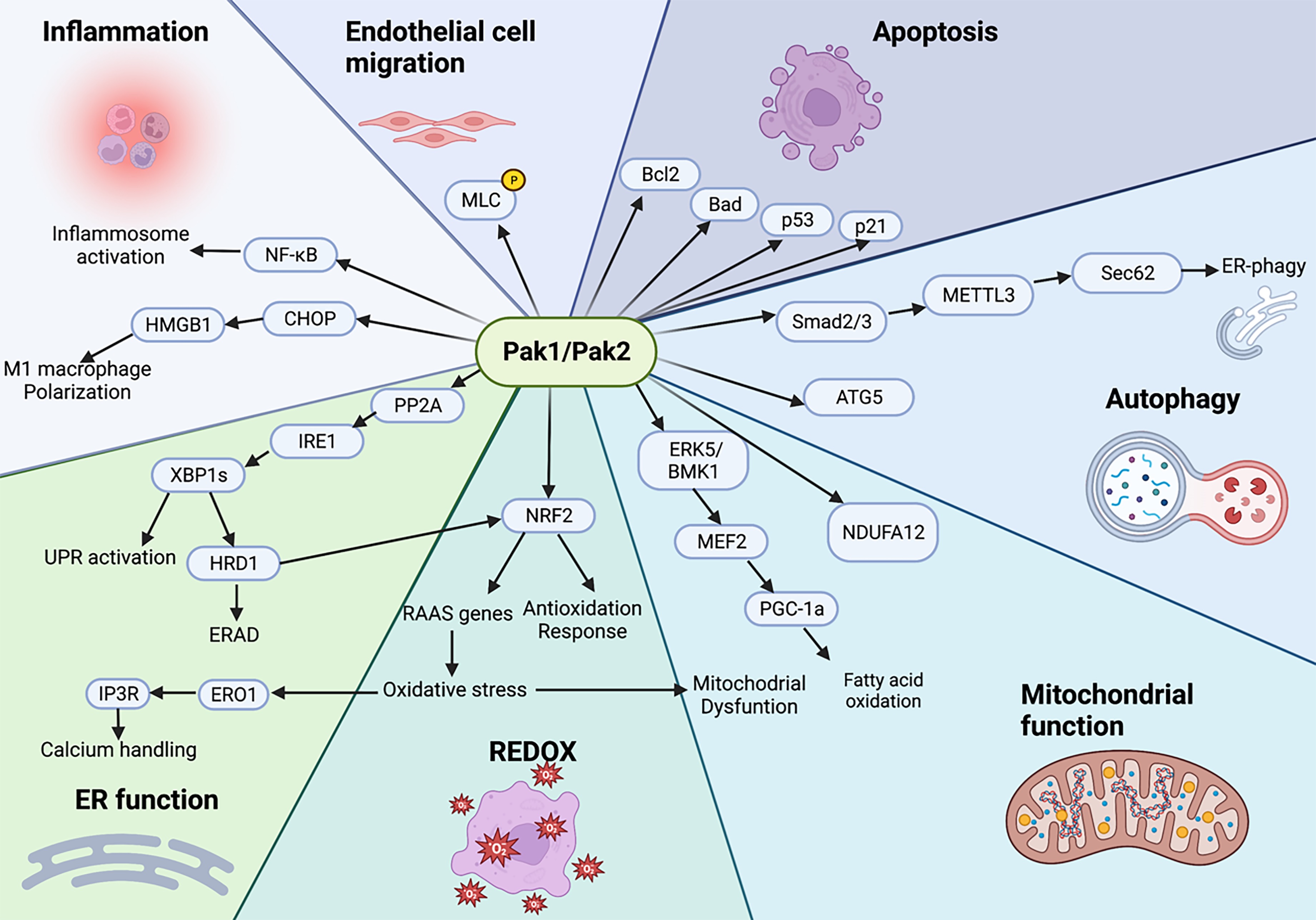 Graphical Abstract