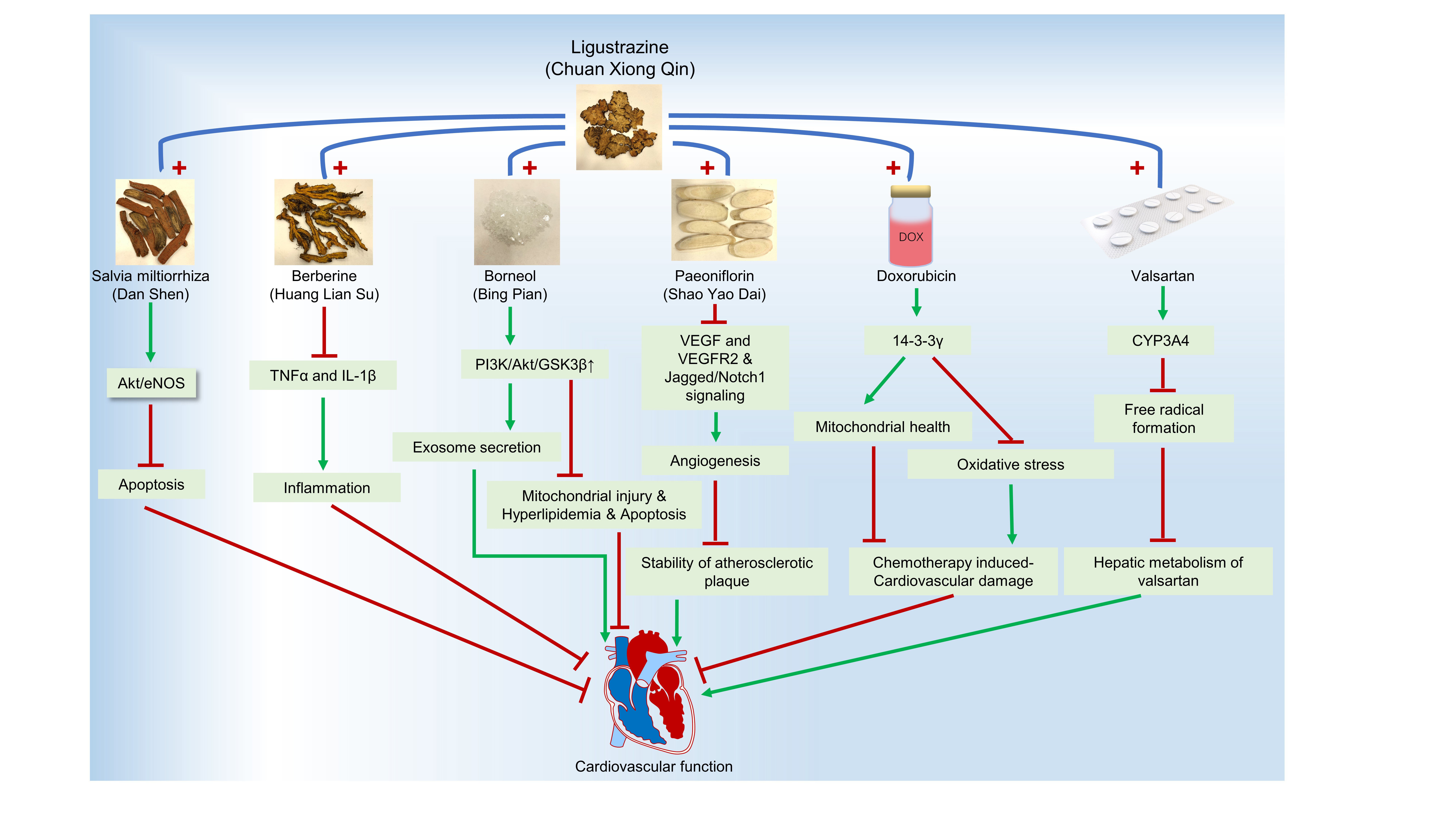 Graphical Abstract