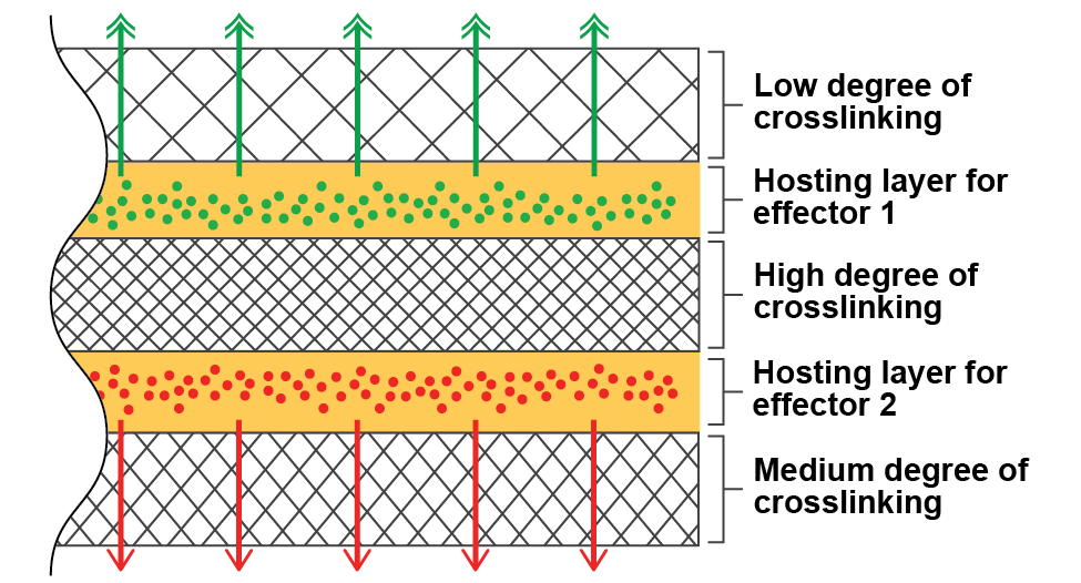 Graphical Abstract