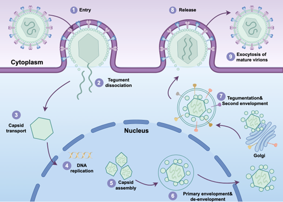 Graphical Abstract